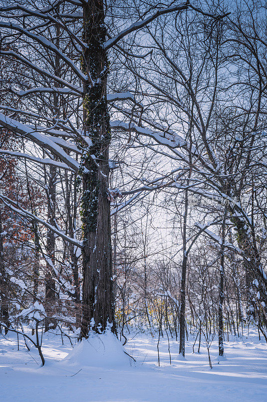 下雪的森林景观