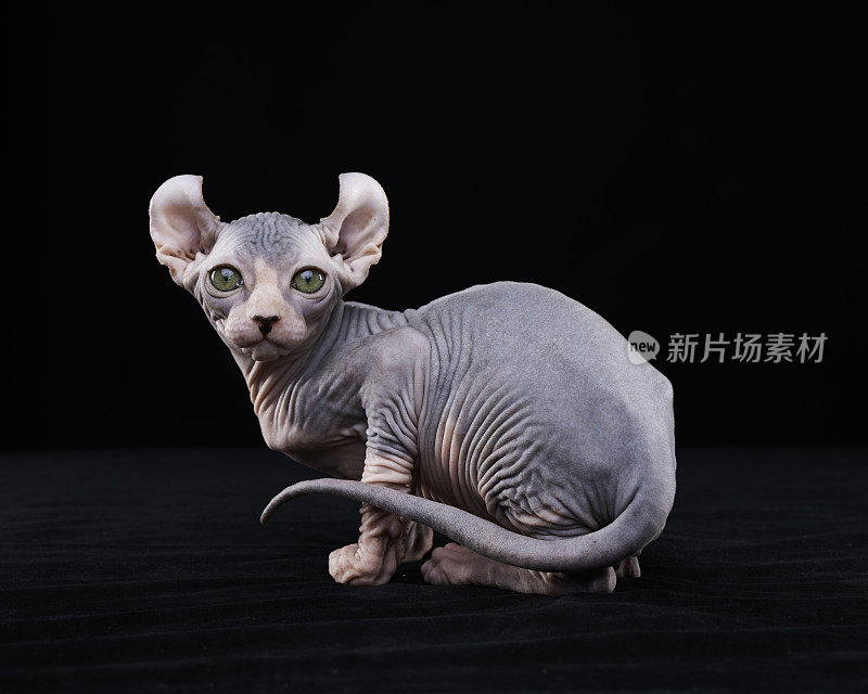 Sphynx猫