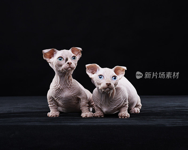 Sphynx猫