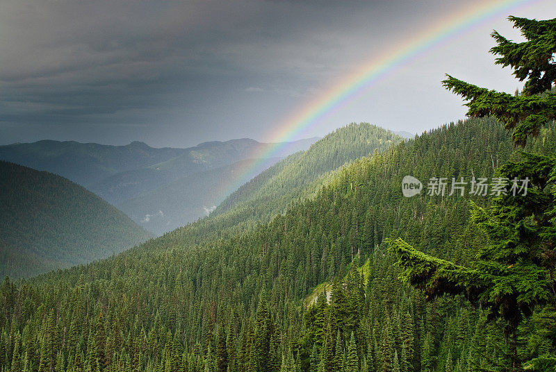 森林上空的彩虹