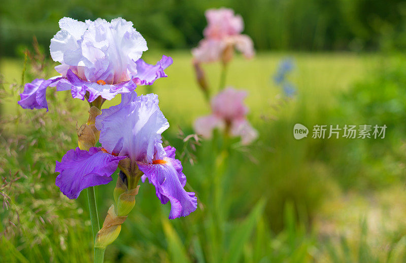 紫罗兰鸢尾花-散焦背景