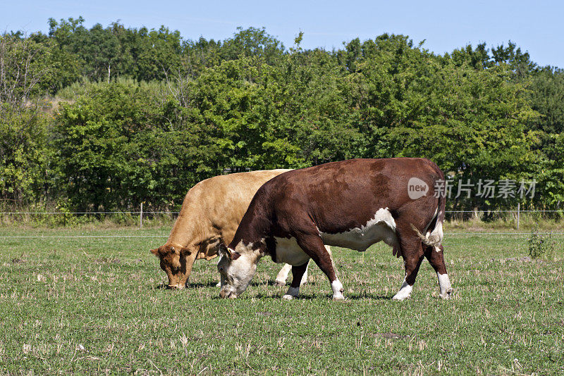 两头牛在吃草