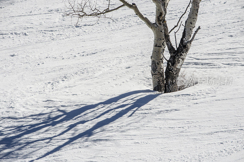 雪地上的树干和阴影