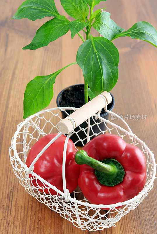 辣椒苗和红辣椒花篮。