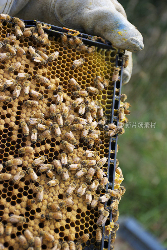 养蜂人展示来自蜂巢的蜜蜂和花粉框架
