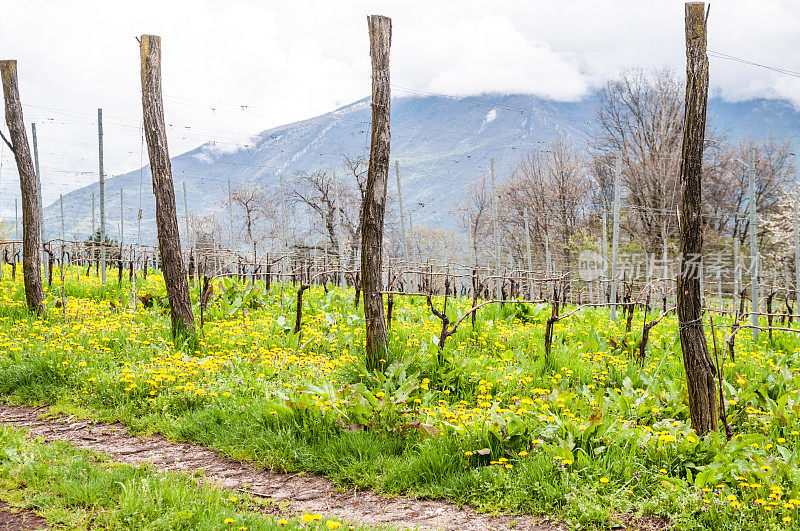 阿科后面山上的葡萄园。Trentino、意大利