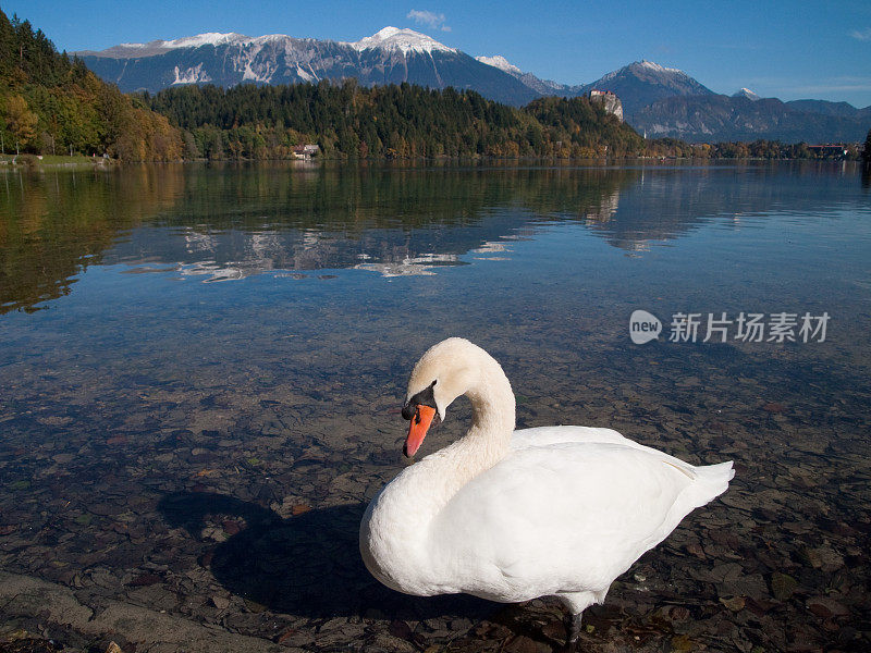 血湖上的白天鹅