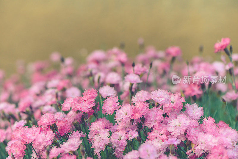 粉红色康乃馨花