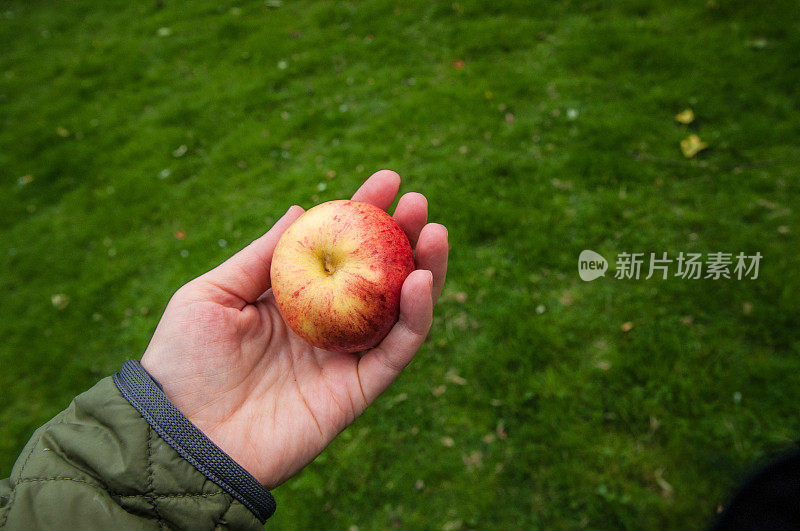 苹果手