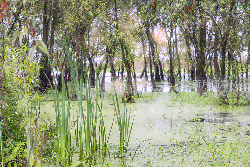 树在水的蔓延小河流。浓雾笼罩着沼泽。