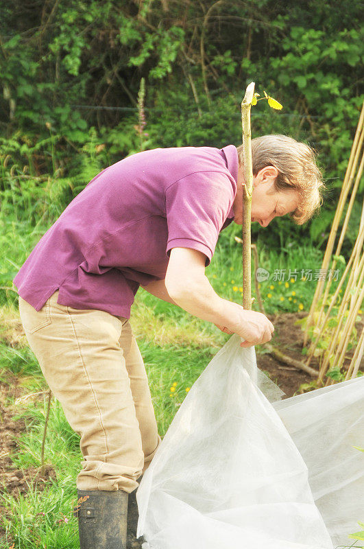 一个女园丁正在制作塑料护豆