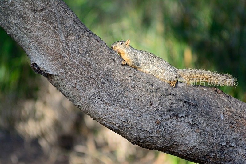 道格拉斯松鼠在树上休息
