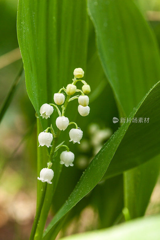 雨后的铃兰