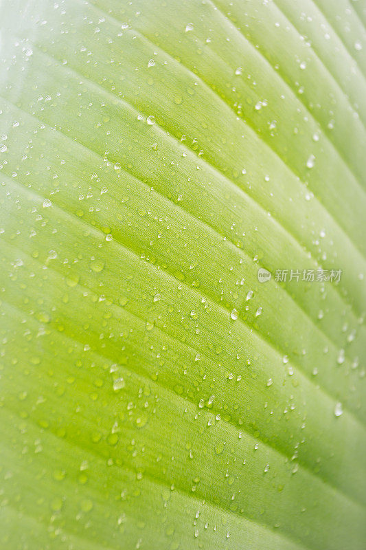 大绿叶和雨滴