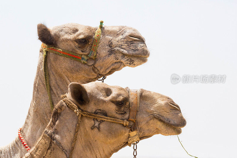 埃及:吉萨的骆驼