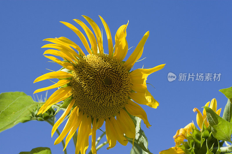 向日葵和天空