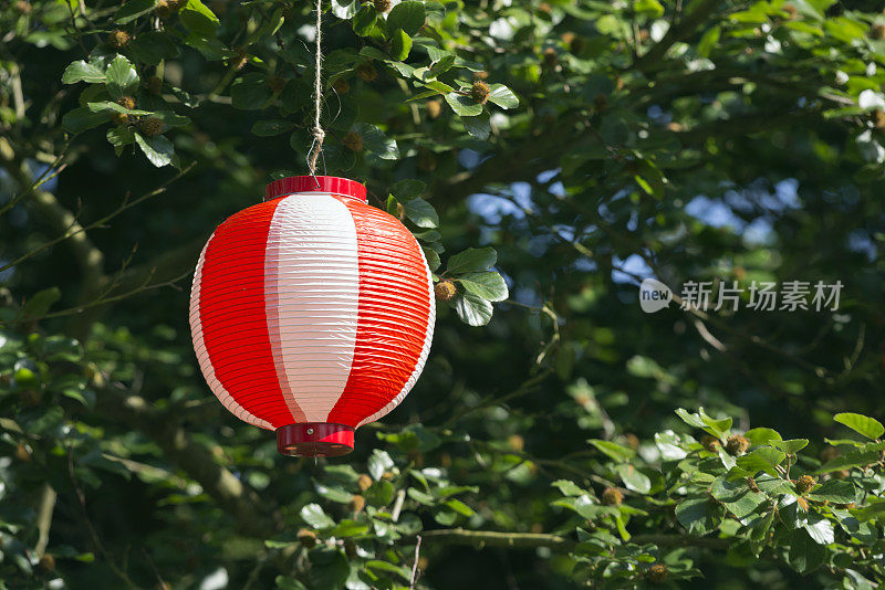 日本的七夕灯笼挂在树上