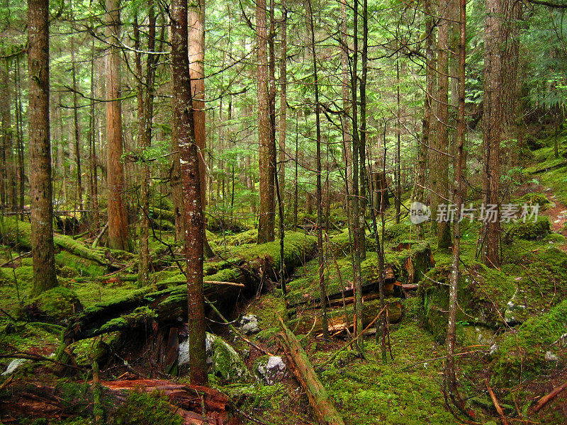 森林风景