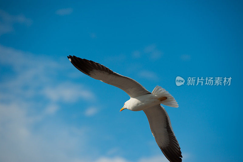 海鸥在清澈的蓝天下飞翔