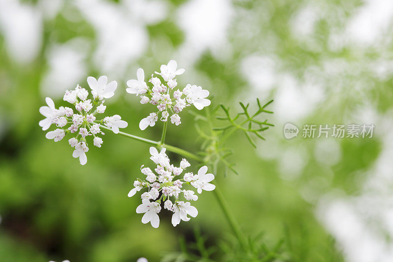 开花香菜，香菜，香菜