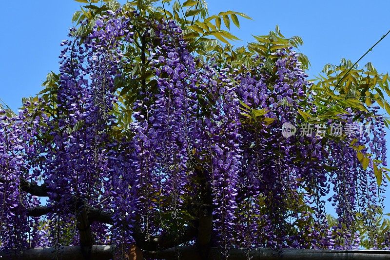 日本紫藤花