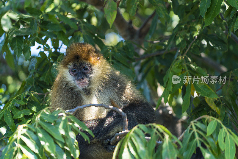 尼加拉瓜湖群岛中的一群孤岛上的卷尾猴