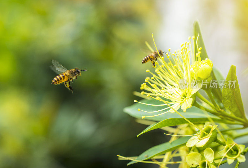 飞蜜蜂在黄花上采集花粉。在春季