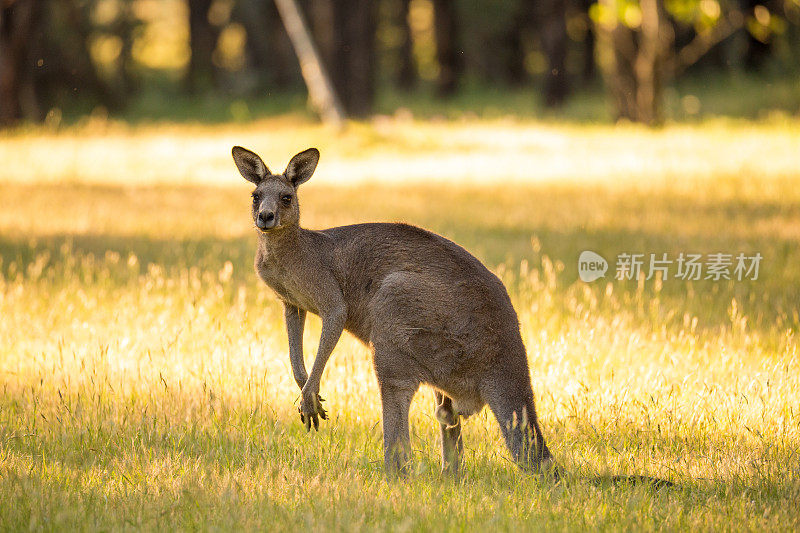 美丽的有袋动物澳大利亚东部灰色袋鼠沐浴在下午的阳光