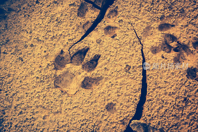 有裂缝的地面上有狗的脚印。复古基调的影响。