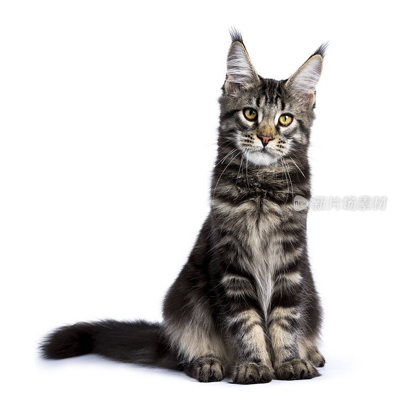 黑斑缅因猫小猫坐起来面对前面孤立的白色背景