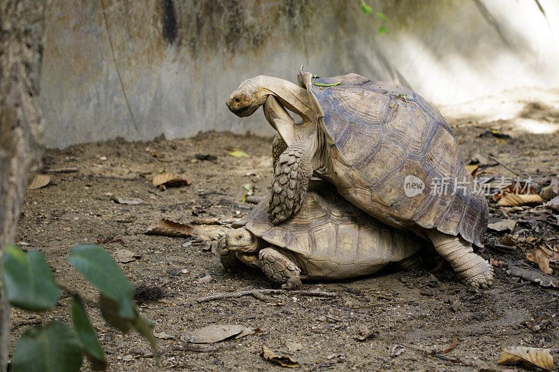 龟或非洲盾臂龟(地龟)正在繁殖。爬行动物。动物。
