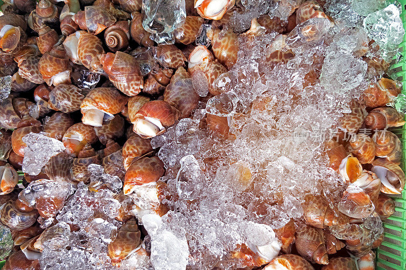 在泰国普吉岛的海鲜市场上，新鲜的白螺装在一个顶部有冰的篮子里出售
