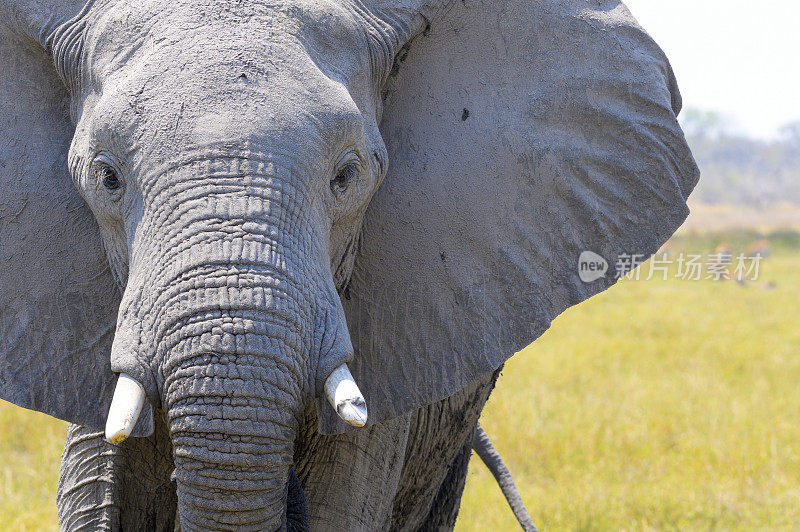 大象头的特写。