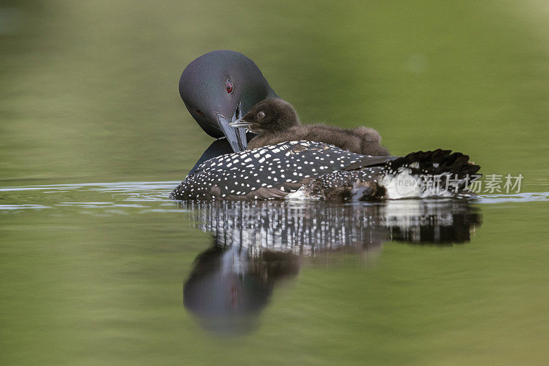 普通的潜鸟宝宝骑在妈妈的背上