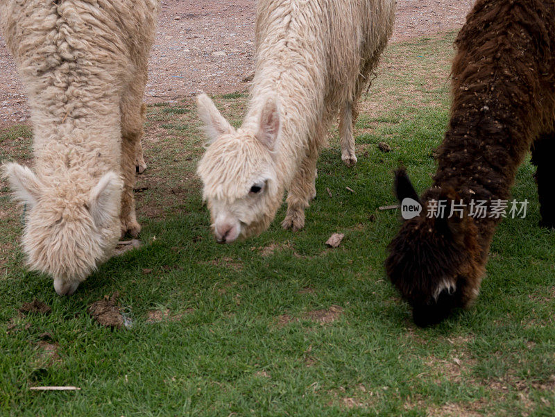 秘鲁安第斯山脉的大羊驼