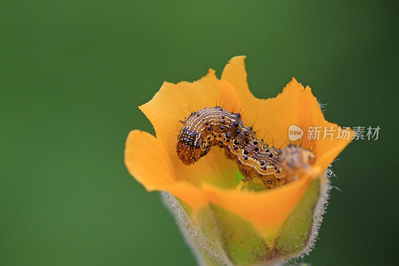 蝴蝶幼虫在黄色的花，特写照片