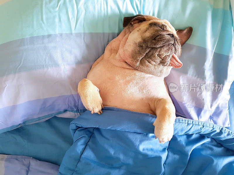 可爱的哈巴狗睡在床上休息，裹着毯子，伸着舌头在慵懒的时候