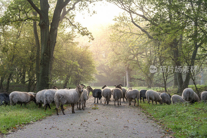 在荷兰，晨雾初升时，羊群里有许多羊