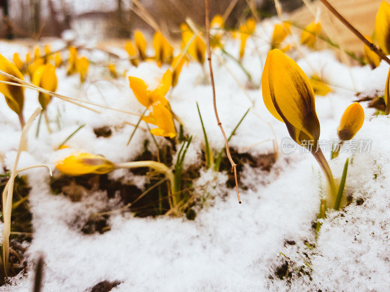 白雪覆盖着盛开的黄色番红花。漫长而寒冷的春天。