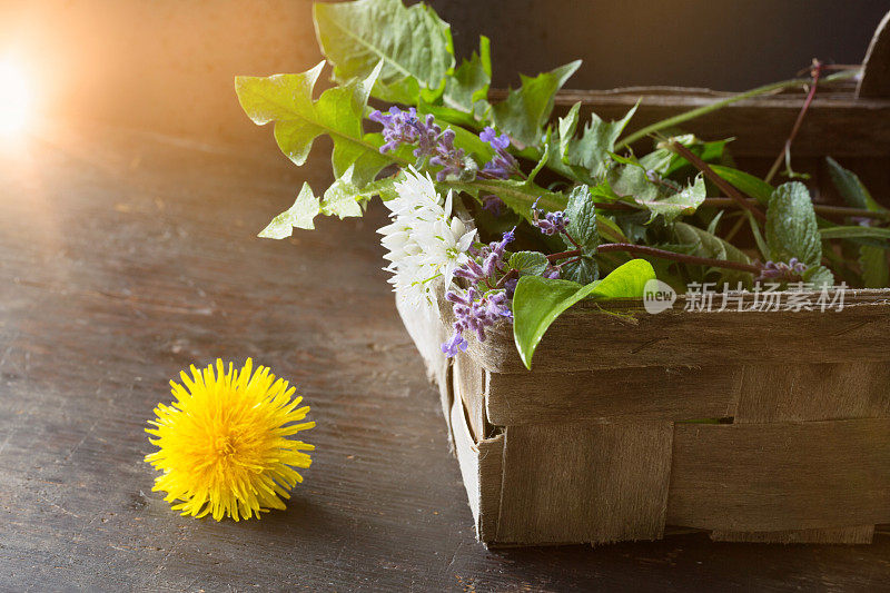 可食用的野生草本植物，叶子和花