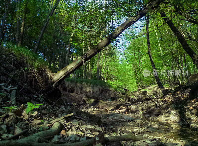 森林景观步道跑步