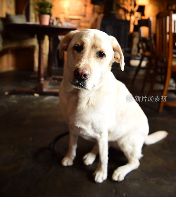 科茨沃尔德的拉布拉多寻回犬