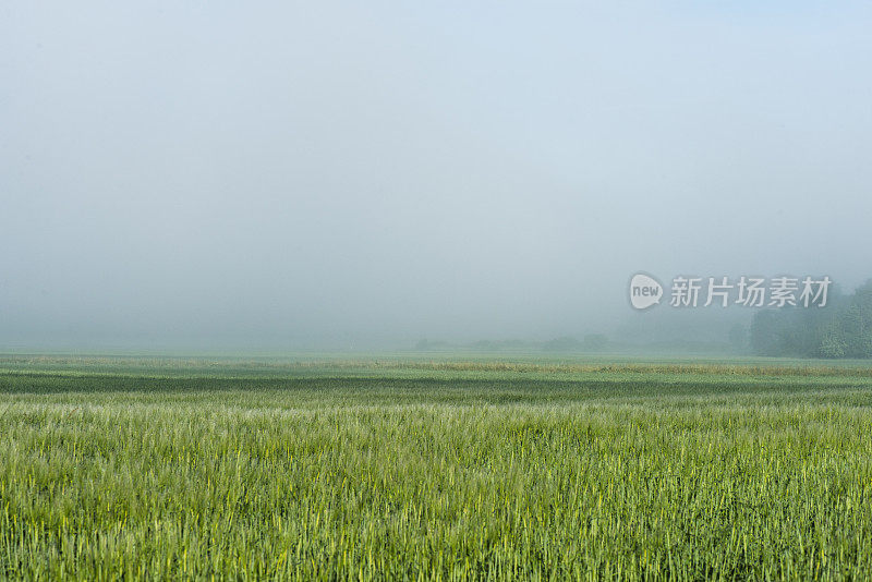 雾蒙蒙的麦田