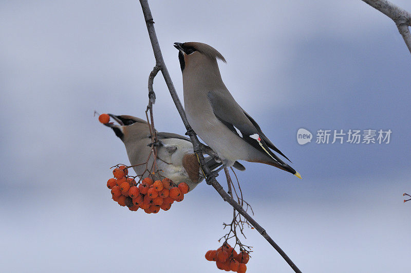 波希米亚蜡翼（邦比西拉花环）