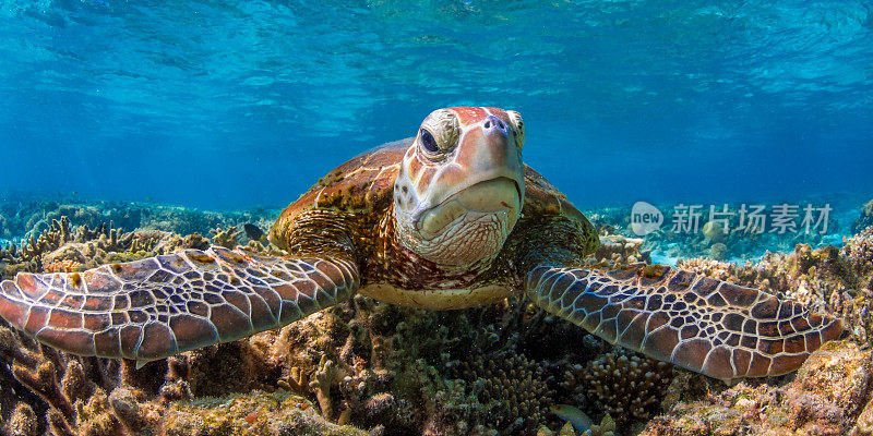 绿海龟在澳大利亚昆士兰的大堡礁上游泳