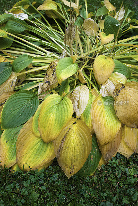 玉簪属草本植物叶子