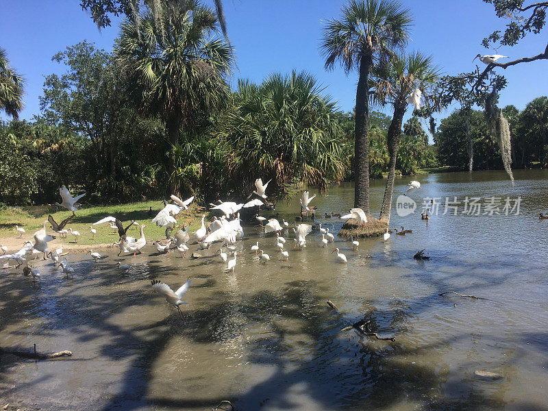 鸟类迁徙到路易斯安那州公园的池塘