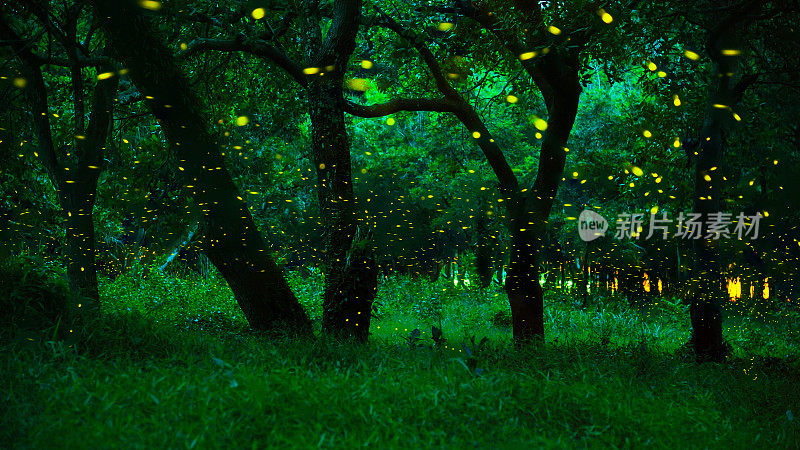 魔法精灵森林。泰国Prachinburi省夜间灌木丛中的萤火虫