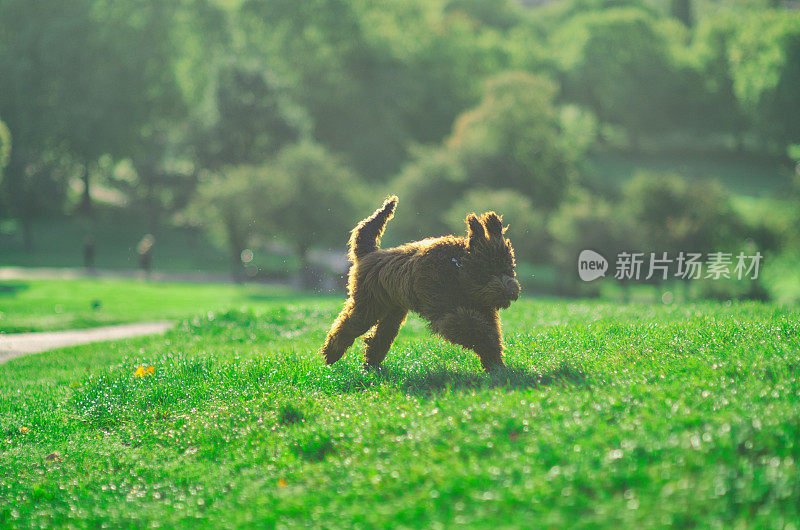 兴奋的科卡波狗在格林公园奔跑