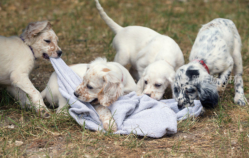 意大利翁布里亚，玩毛巾的英国赛特犬